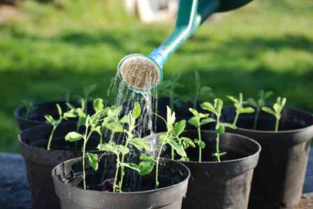 The State of Organic Seed Image